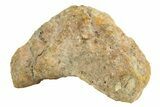 Polished Howardite Meteorite Section ( g) - Bechar #286940-1
